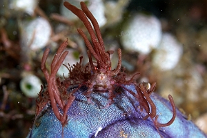 Banda Sea 2018 - DSC05910_rc - Corallimorth decorator crab - Crabe decorateur - Cyclocoeloma tuberculata